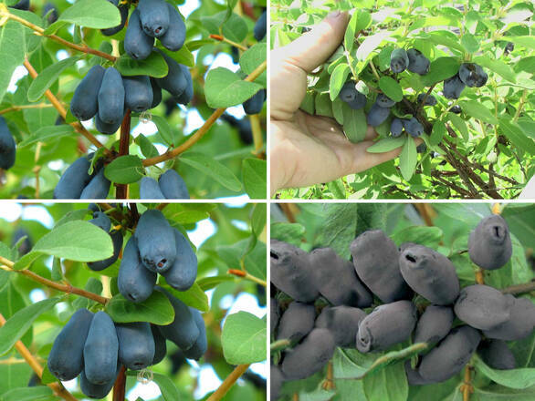 Jagoda Kamczacka 'Lonicera caerulea' Zestaw Późny - zdjęcie główne