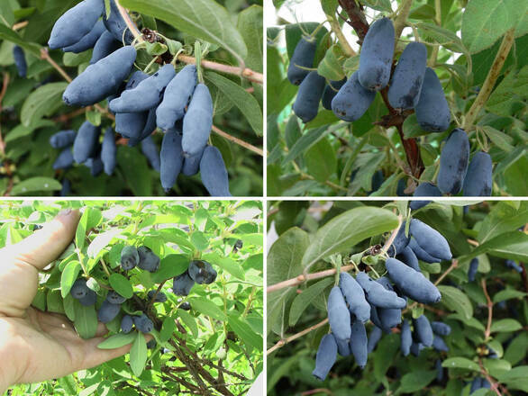 Jagoda Kamczacka 'Lonicera caerulea' Zestaw Średni - zdjęcie główne