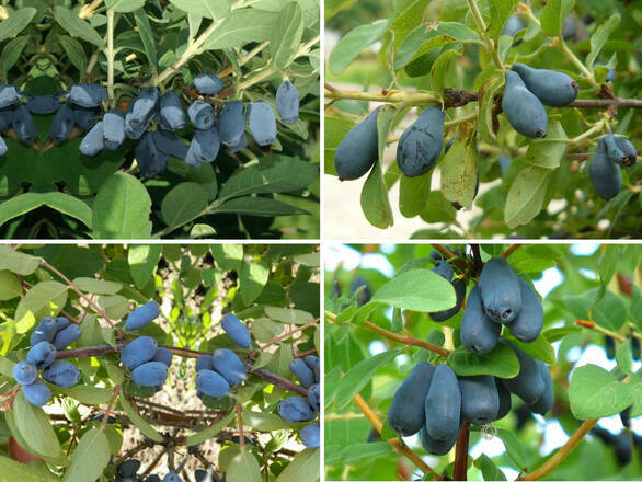 Jagoda Kamczacka 'Lonicera caerulea' Zestaw Wczesny - zdjęcie główne