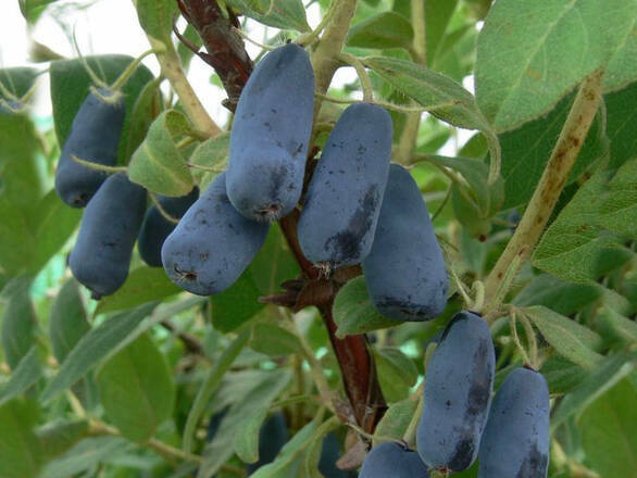  Jagoda Kamczacka 'Lonicera caerulea' Zielona - zdjęcie główne