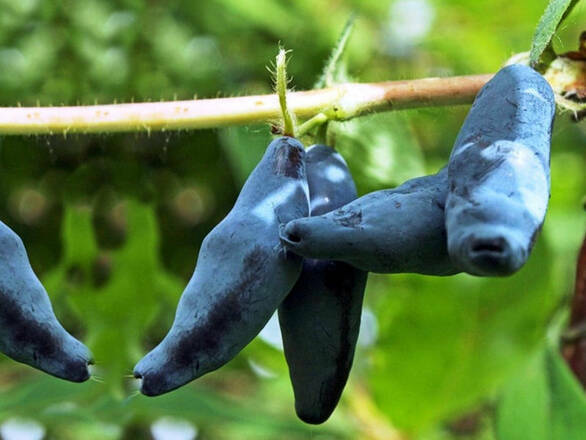  Jagoda Kamczacka 'Lonicera caerulea' Zojka - zdjęcie główne