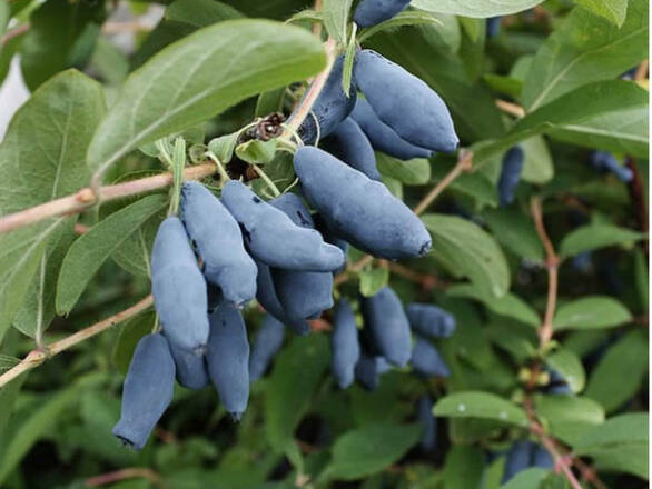 Jagoda Kamczacka 'Lonicera caerulea' Zestaw 10szt. Dlinnopłodna - zdjęcie główne