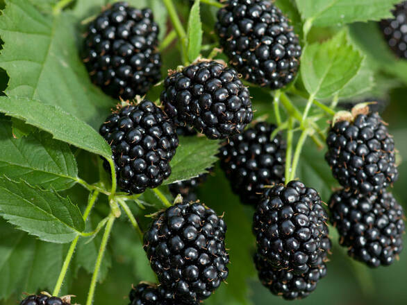  Jeżyna Bezkolcowa  'Rubus fruticosus' Black Satin - zdjęcie główne