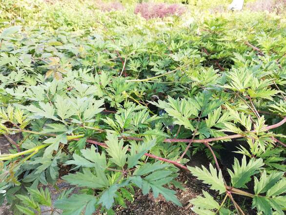  Jeżyna 'Rubus fruticosus'  Thornes Ever Green - zdjęcie główne