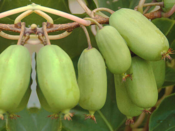  Kiwi 'Actinidia' Ananasya Męska - zdjęcie główne