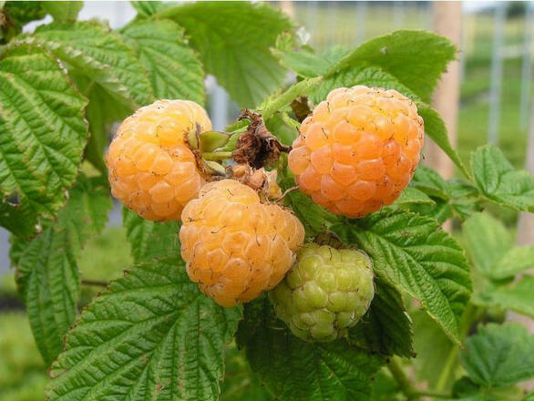 Malina Żółta 'Rubus ideaus L' Golden Queen - zdjęcie główne