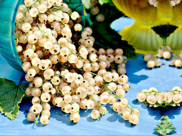  Porzeczka krzaczasta Biała 'Ribes niveum' Blanka - zdjęcie główne