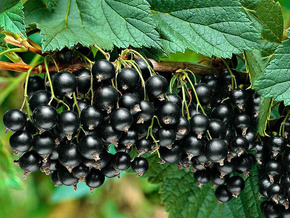 Porzeczka krzaczasta Czarna 'Ribes nigrum' Ben Lemond - zdjęcie główne