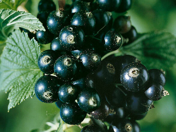  Porzeczka krzaczasta Czarna 'Ribes nigrum' Ojebyn - zdjęcie główne