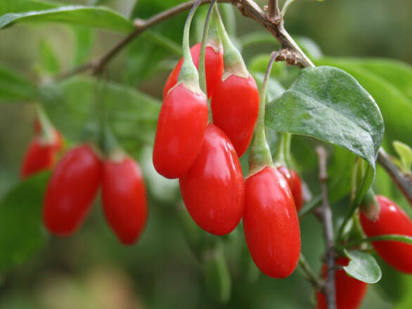 Jagoda 'Lycium barbarum' Goji - zdjęcie główne