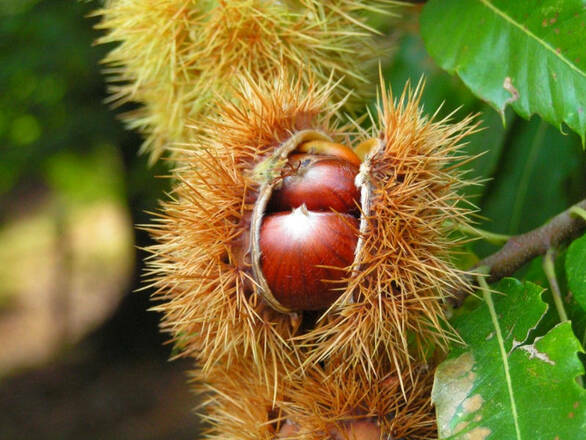 Kasztan Jadalny 'Castanea sativa' - zdjęcie główne
