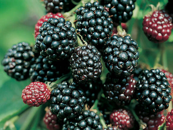 Jeżyna 'Rubus fruticosus' Thornfree - zdjęcie główne