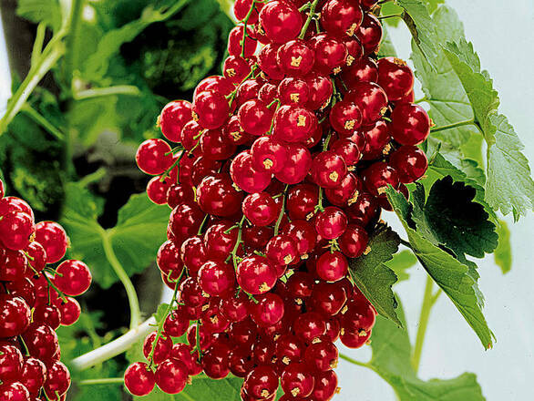 Porzeczka Krzaczasta Czerwona 'Ribes rubrum' Holenderska - zdjęcie główne