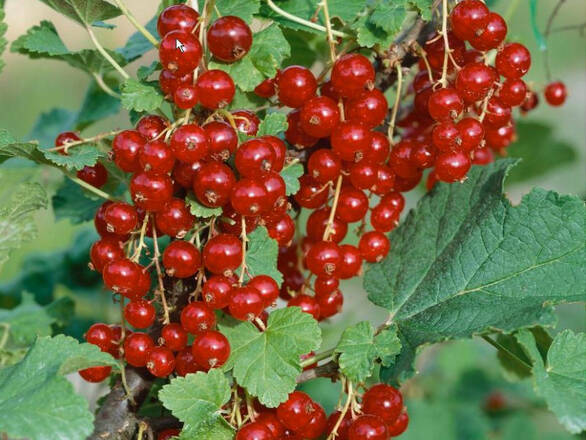 Porzeczka Krzaczasta Czerwona 'Ribes rubrum' Jonkhers - zdjęcie główne