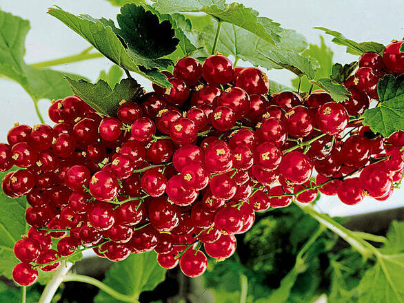  Porzeczka Krzaczasta Czerwona 'Ribes rubrum' Roseta - zdjęcie główne
