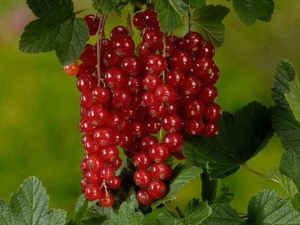  Porzeczka Krzaczasta Czerwona 'Ribes rubrum' Detvan - zdjęcie główne