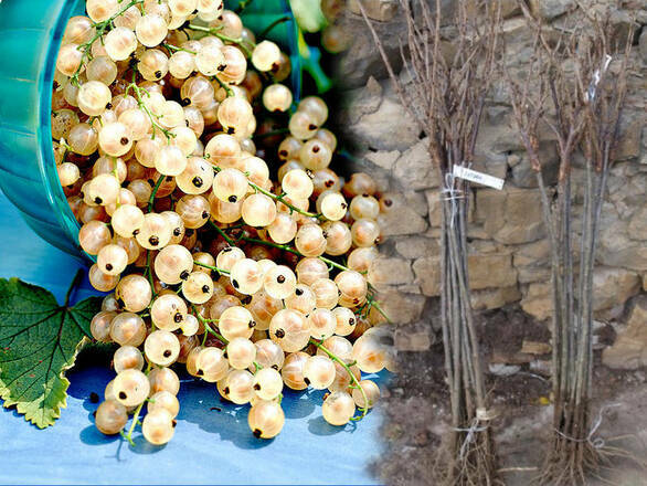  Porzeczka Pienna Biała 'Ribes niveum' Blanka - zdjęcie główne
