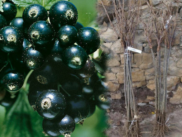  Porzeczka Pienna  Czarna 'Ribes nigrum' Ben Alder - zdjęcie główne