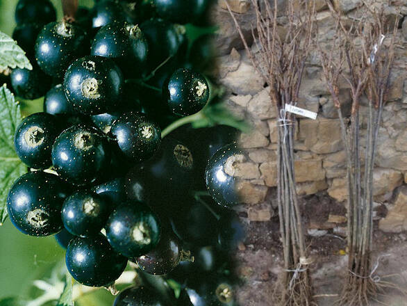  Porzeczka Pienna  Czarna 'Ribes nigrum' Ojebyn - zdjęcie główne
