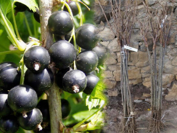  Porzeczka Pienna  Czarna 'Ribes nigrum' Tryton - zdjęcie główne