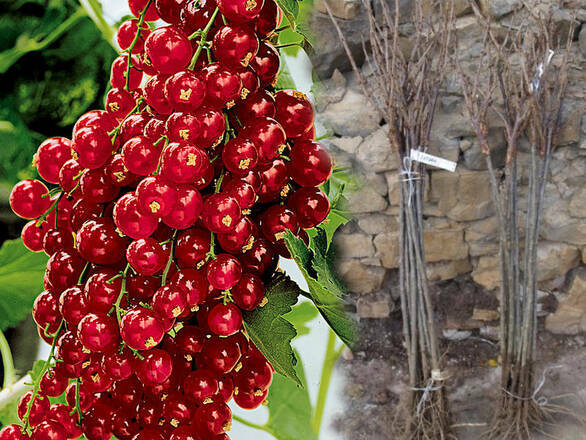  Porzeczka Pienna  Czerwona 'Ribes rubrum' Holenderska - zdjęcie główne