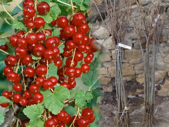  Porzeczka Pienna  Czerwona 'Ribes rubrum' Jonkhers - zdjęcie główne