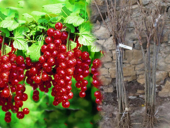  Porzeczka Pienna  Czerwona 'Ribes rubrum' Rondom - zdjęcie główne