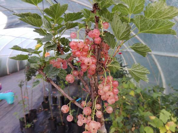  Porzeczka Na Pniu   'Ribes rubrum' Różowa 'HIT' - zdjęcie główne