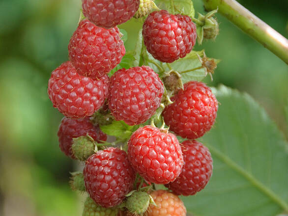 Malina Czerwona 'Rubus ideaus L' Zestaw 50szt. -10% Taniej Tule - zdjęcie główne