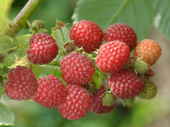 Malina Czerwona 'Rubus ideaus L' Zestaw 10szt. Veten - zdjęcie główne