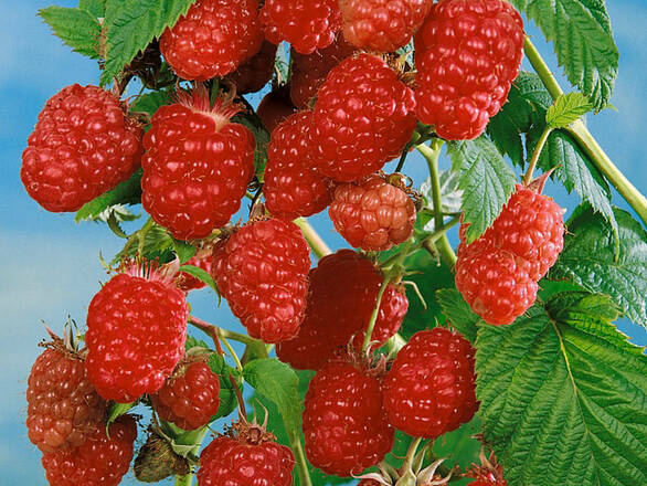 Malina Czerwona 'Rubus ideaus L' Wilamette Z Donicy - zdjęcie główne