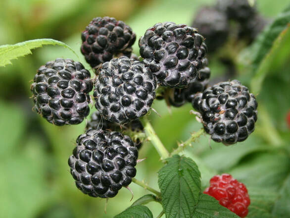  Malina Czarna  'Rubus ideaus L' Black Jewel - zdjęcie główne