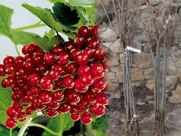  Porzeczka Pienna  Czerwona 'Ribes rubrum' Roseta - zdjęcie główne