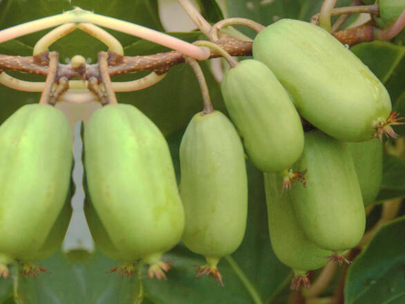  Kiwi 'Actinidia' Ananasya Żeńska - zdjęcie główne