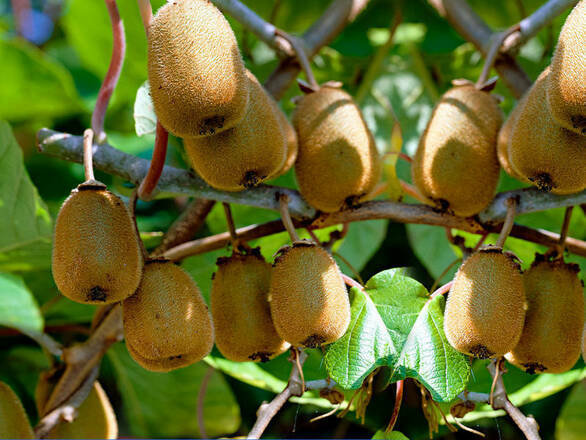  Kiwi 'Actinidia' Szymanowski Męski  - zdjęcie główne