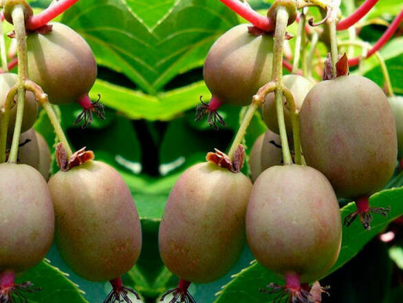  Kiwi 'Actinidia' Geneva Męska - zdjęcie główne