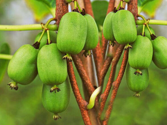  Kiwi 'Actinidia' Issai Męski - zdjęcie główne