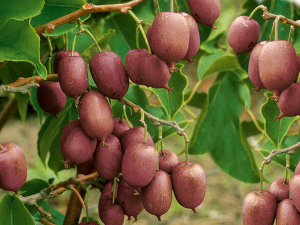  Kiwi 'Actinidia' Jumbo Żeński - zdjęcie główne