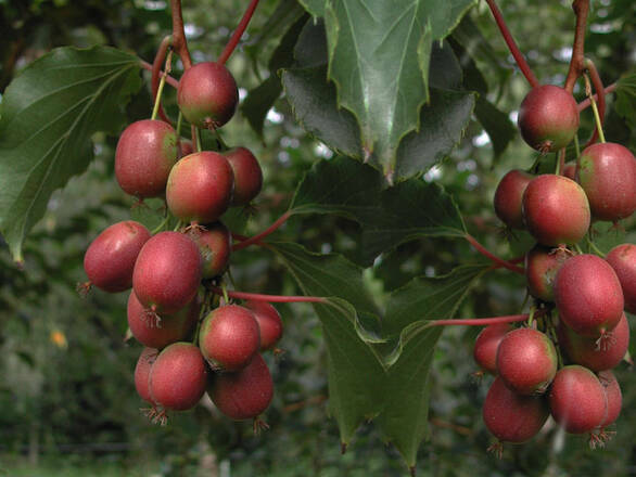 Kiwi 'Actinidia' Ken's Red Żeńska - zdjęcie główne