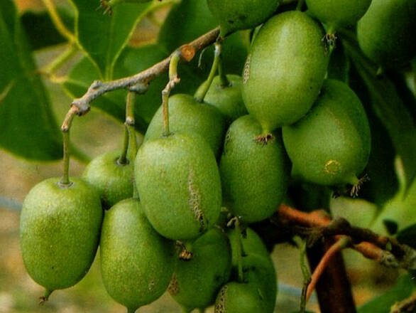Kiwi 'Actinidia' Male Żeńska - zdjęcie główne