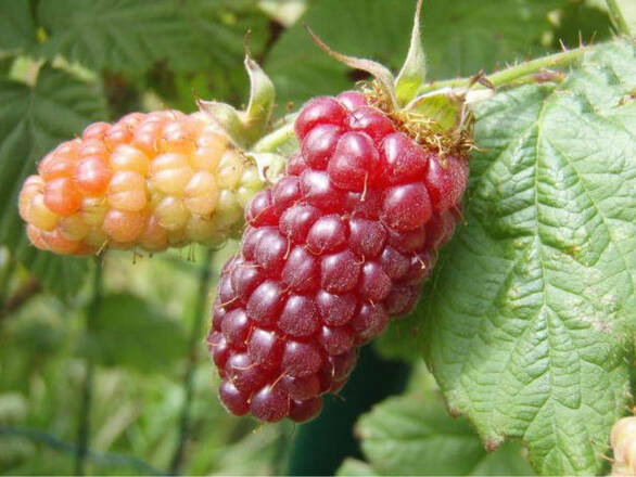  Malinojeżyna 'Rubus fruticosus'  Tryberry - zdjęcie główne