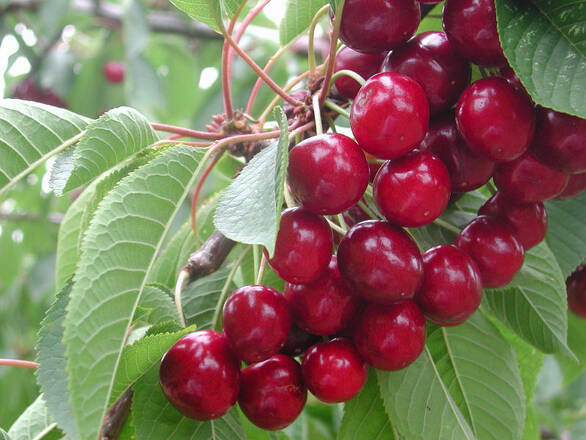  Czereśnia karłowa 'prunus avium' Sam - zdjęcie główne