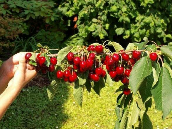  Czereśnia karłowa 'prunus avium' Schneidera - zdjęcie główne