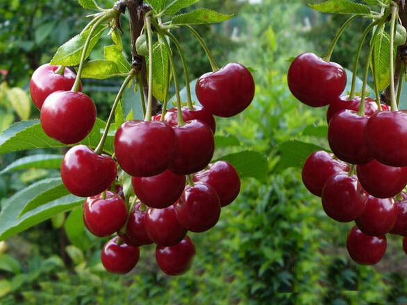  Czereśnia karłowa 'prunus avium' Valeska - zdjęcie główne