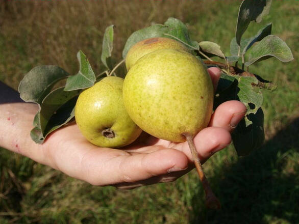 Grusza karłowa 'Pyrus communis' Bergamotka - zdjęcie główne