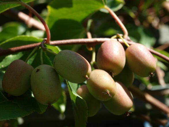  Kiwi 'Actinidia' Purpurna Sadowa  Męska   - zdjęcie główne