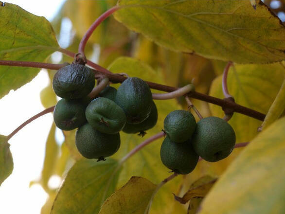  Kiwi 'Actinidia' Sentyabraskaya  Żeńska    - zdjęcie główne