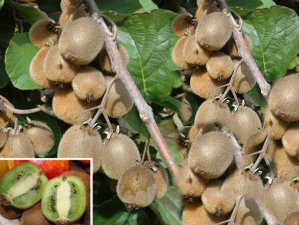  Kiwi 'Actinidia'  Weiki  Męska   - zdjęcie główne