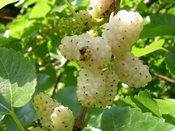 Morwa Biała 'Morus alba' Alba - zdjęcie główne
