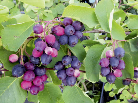  Świdośliwa 'Amelanchier ' Honeywood - zdjęcie główne